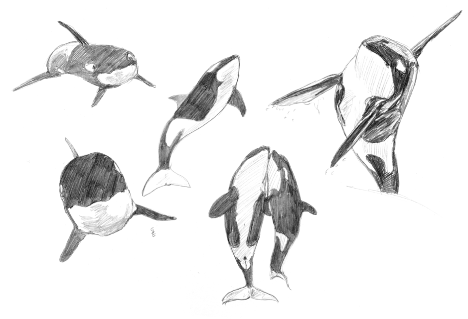 Back to the basics - cetaceans: orca