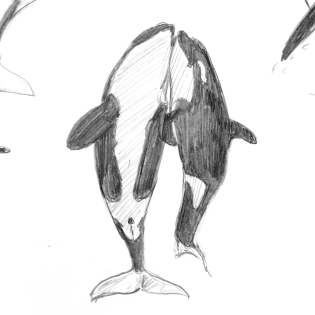 Back to the basics - cetaceans: orca thumbnail