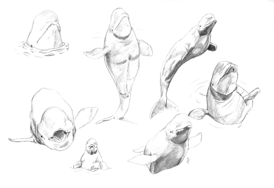 Back to the basics - cetaceans: beluga whales