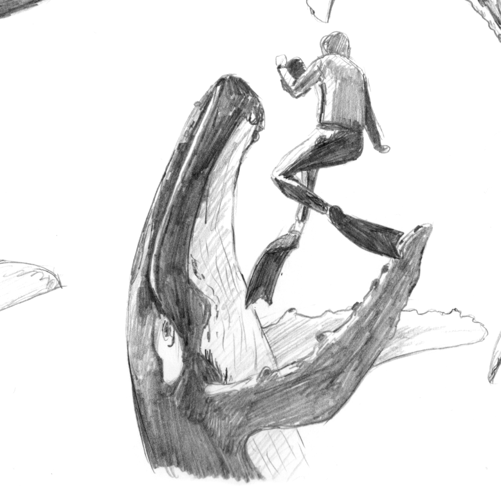 Back to the basics - cetaceans: humpback whales thumbnail