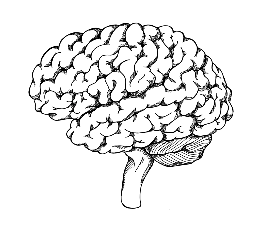 Brain Ink Drawing